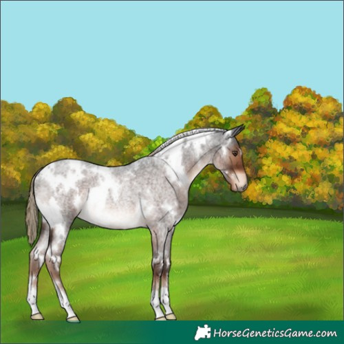 Horse Color:White Spotted Liver Red Roan Rabicano 