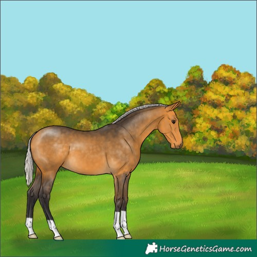 Horse Color:Silver Buckskin 