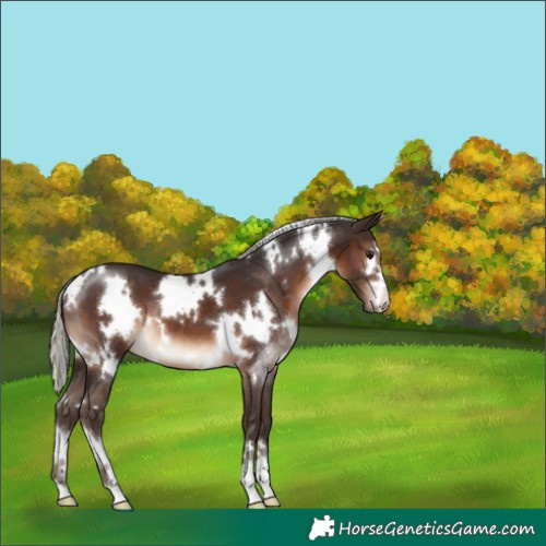 Horse Color:White Spotted Silver Brown 