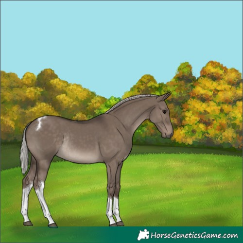 Horse Color:Silver Grullo Tobiano Rabicano 