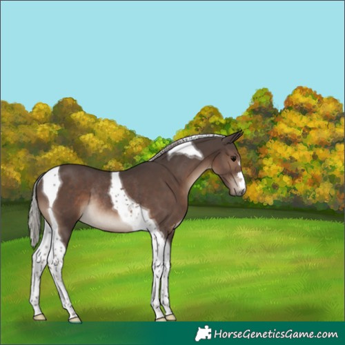 Horse Color:Silver Black Tobiano Rabicano 