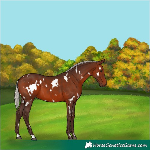 Horse Color:White Spotted Silver Brown 