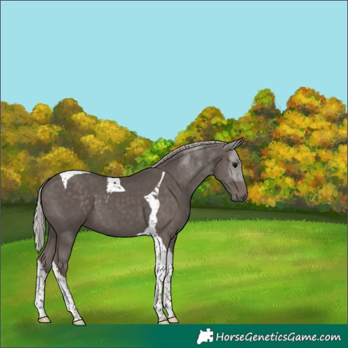Horse Color:Silver Black Tobiano 