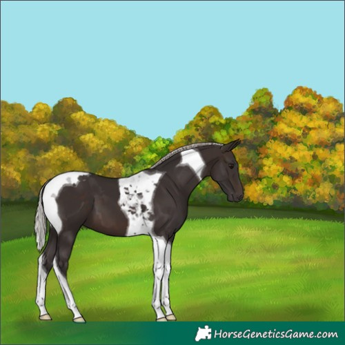 Horse Color:Silver Brown Tobiano 
