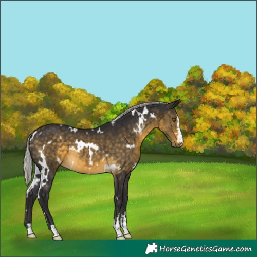 Horse Color:White Spotted Silver Buckskin 