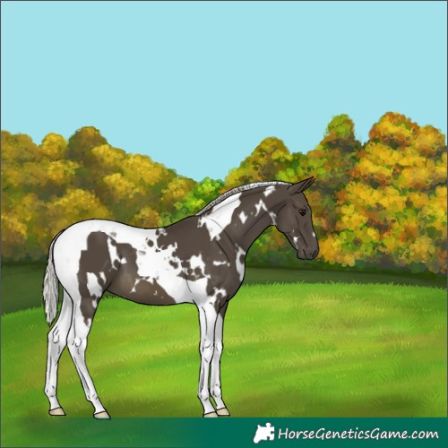 Horse Color:White Spotted Silver Smoky Black Tobiano 