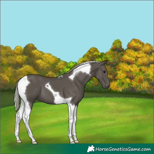 Horse Color:Silver Black Tobiano 