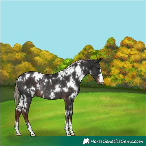 Horse Color:White Spotted Liver Chestnut Rabicano 