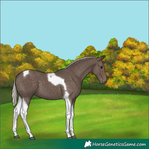 Horse Color:Silver Black Tobiano 