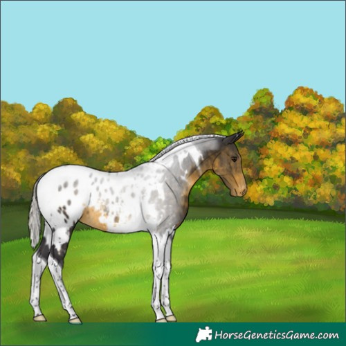 Horse Color:White Spotted Silver Buckskin Tobiano Blanket 