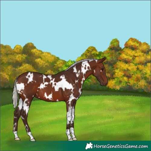 Horse Color:White Spotted Silver Brown 