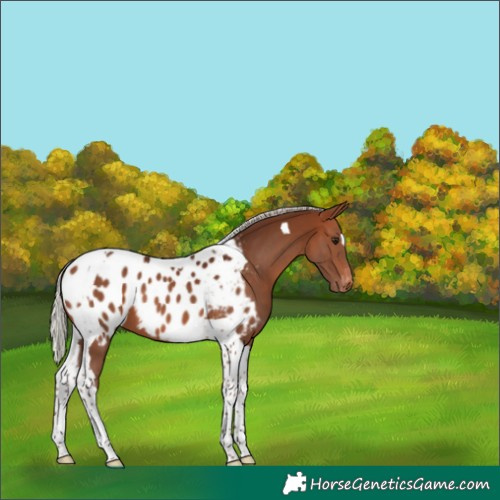 Horse Color:Silver Brown Tobiano Blanket 