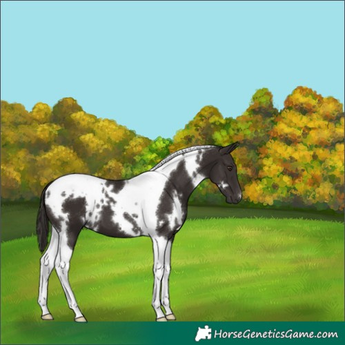 Horse Color:White Spotted Liver Chestnut Tobiano 