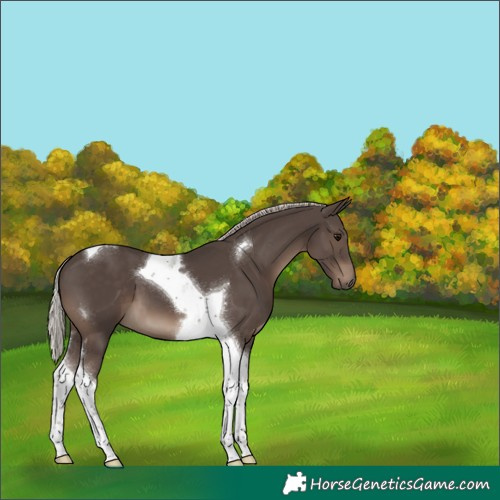 Horse Color:Silver Black Tobiano 