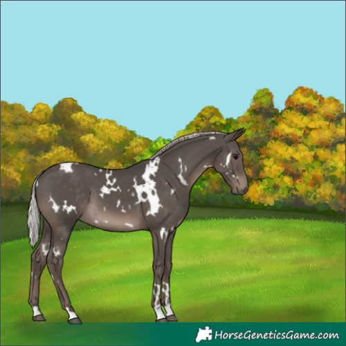 Horse Color:White Spotted Silver Black 