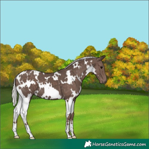 Horse Color:White Spotted Silver Black 