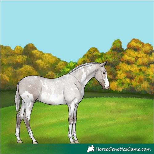 Horse Color:White Spotted Silver Grullo Rabicano 