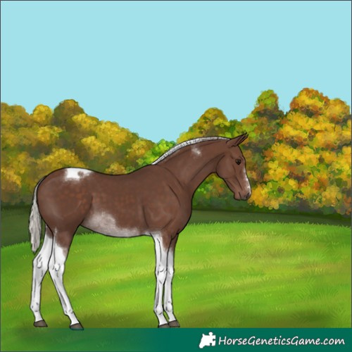 Horse Color:Silver Black Tobiano 