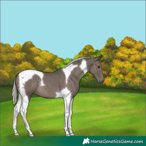 Horse Color:Silver Black Tobiano 