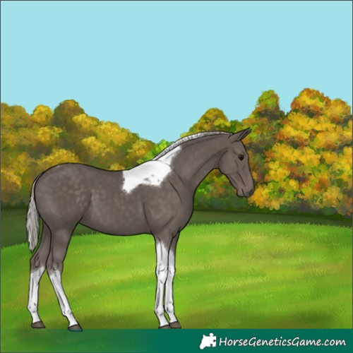 Horse Color:Silver Black Tobiano 