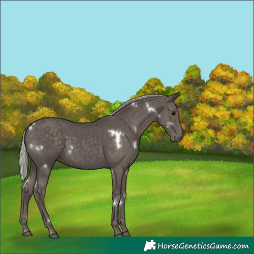 Horse Color:White Spotted Silver Black 