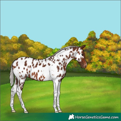 Horse Color:Silver Brown Tobiano Near Leopard 
