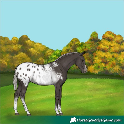 Horse Color:Silver Black Sabino Tobiano Appaloosa 
