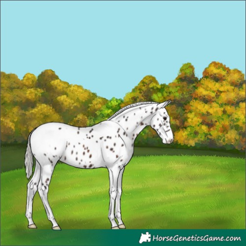 Horse Color:White Spotted Silver Brown Tobiano Appaloosa 