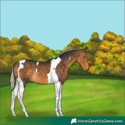 Horse Color:Silver Buckskin Tobiano 