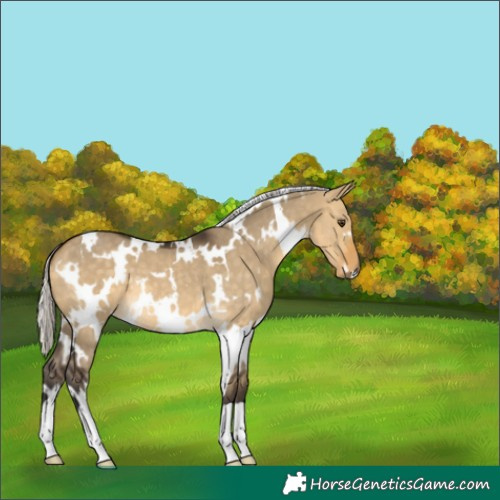 Horse Color:White Spotted Silver Buckskin Dun 
