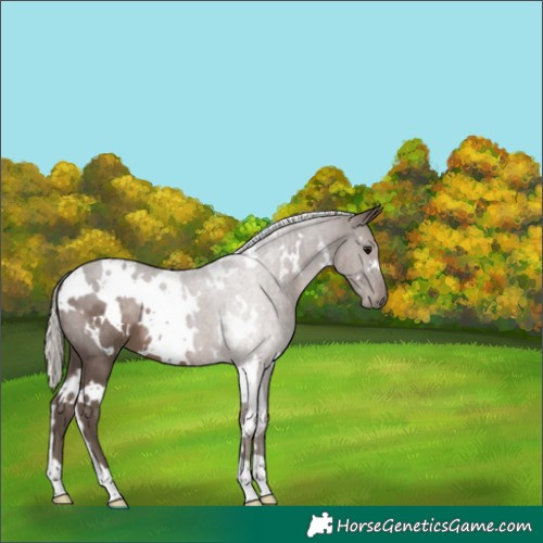 Horse Color:White Spotted Silver Black 