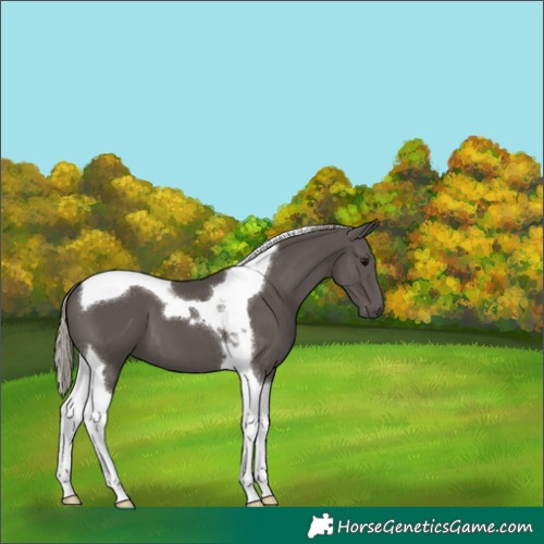 Horse Color:Silver Black Tobiano 