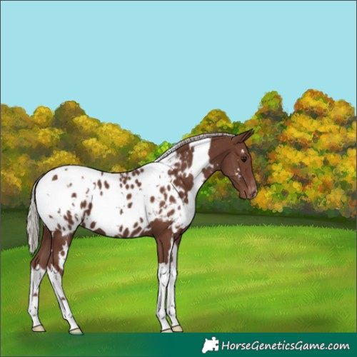 Horse Color:White Spotted Silver Black Appaloosa 