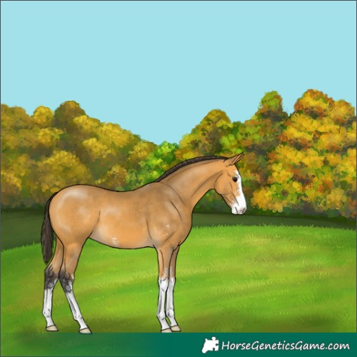 Horse Color:Buckskin Sabino 