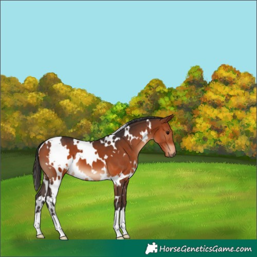 Horse Color:White Spotted Bay 