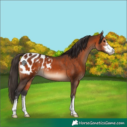 Horse Color:Bay Appaloosa 