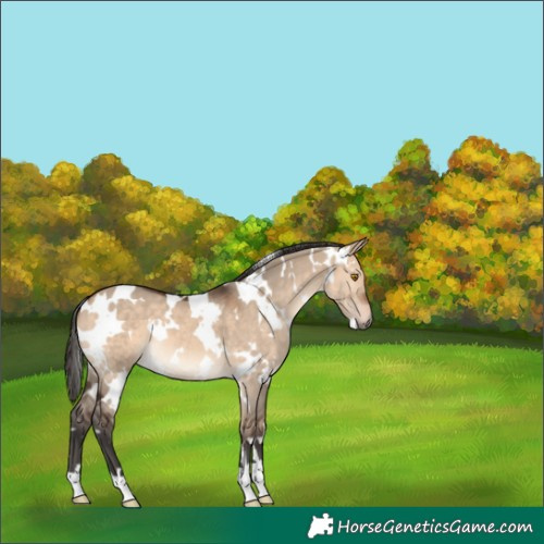 Horse Color:White Spotted Bay Dun 