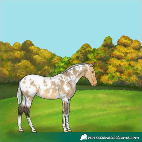 Horse Color:White Spotted Silver Buckskin Dun Appaloosa 