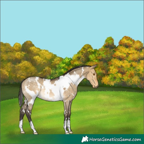 Horse Color:White Spotted Buckskin Dun Rabicano 