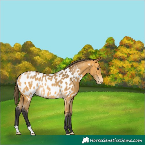 Horse Color:Buckskin Appaloosa Rabicano 
