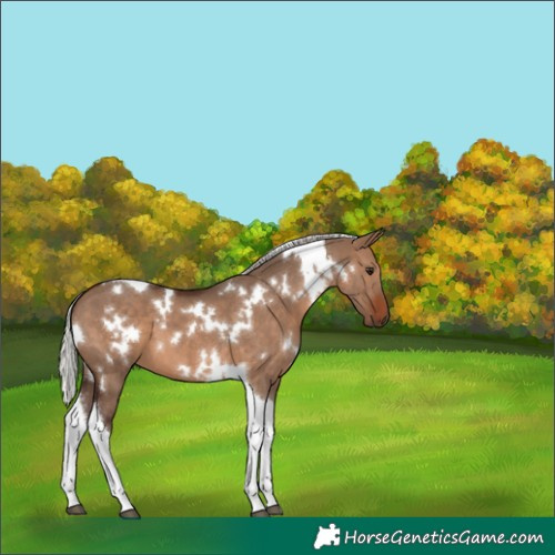 Horse Color:White Spotted Silver Brown Dun Tobiano 