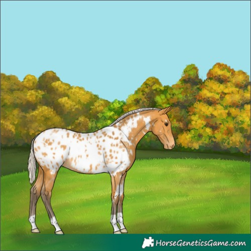 Horse Color:White Spotted Silver Buckskin Appaloosa 