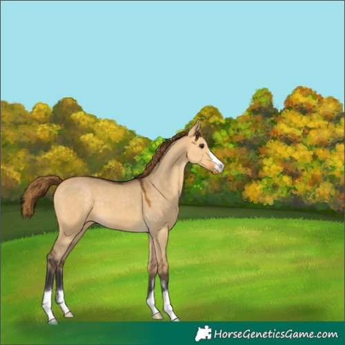 Horse Color:Buckskin Dun Varnish 