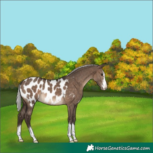 Horse Color:Silver Brown Dun Near Leopard 