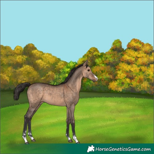 Horse Color:Bay Dun 
