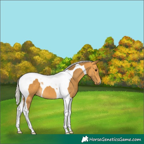 Horse Color:Silver Buckskin Tobiano 