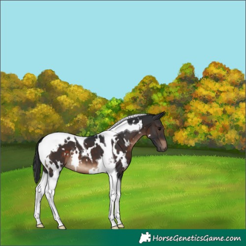 Horse Color:White Spotted Brown Tobiano 