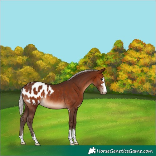 Horse Color:Silver Brown Appaloosa Rabicano 