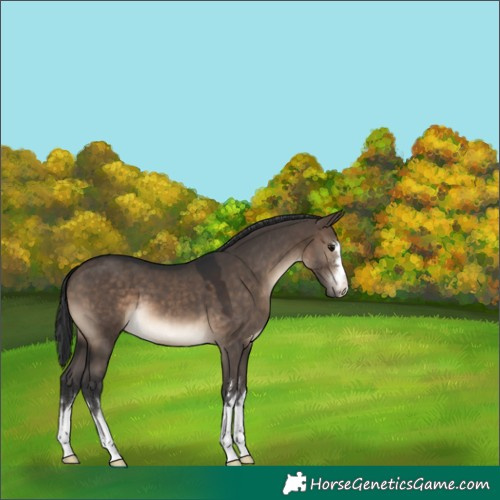 Horse Color:Brown Dun 