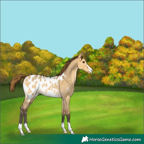 Horse Color:Buckskin Dun Near Leopard 